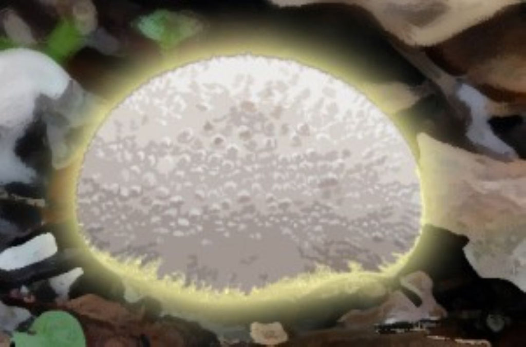 Puffball Cuisine