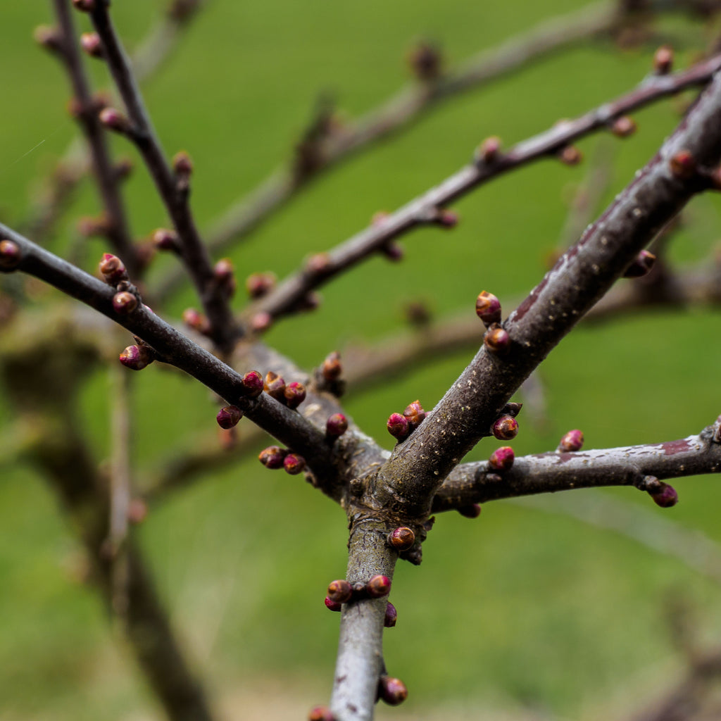 2022 Cherry Industry Update