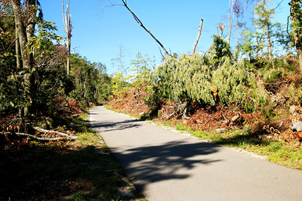 Re-Arbor Task Force is seeking property owners who need help