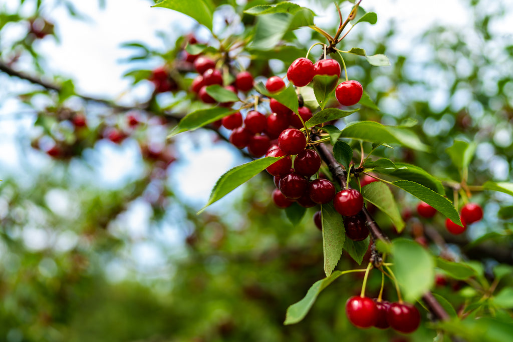 5 Healthy Reasons to Eat Montmorency Cherries