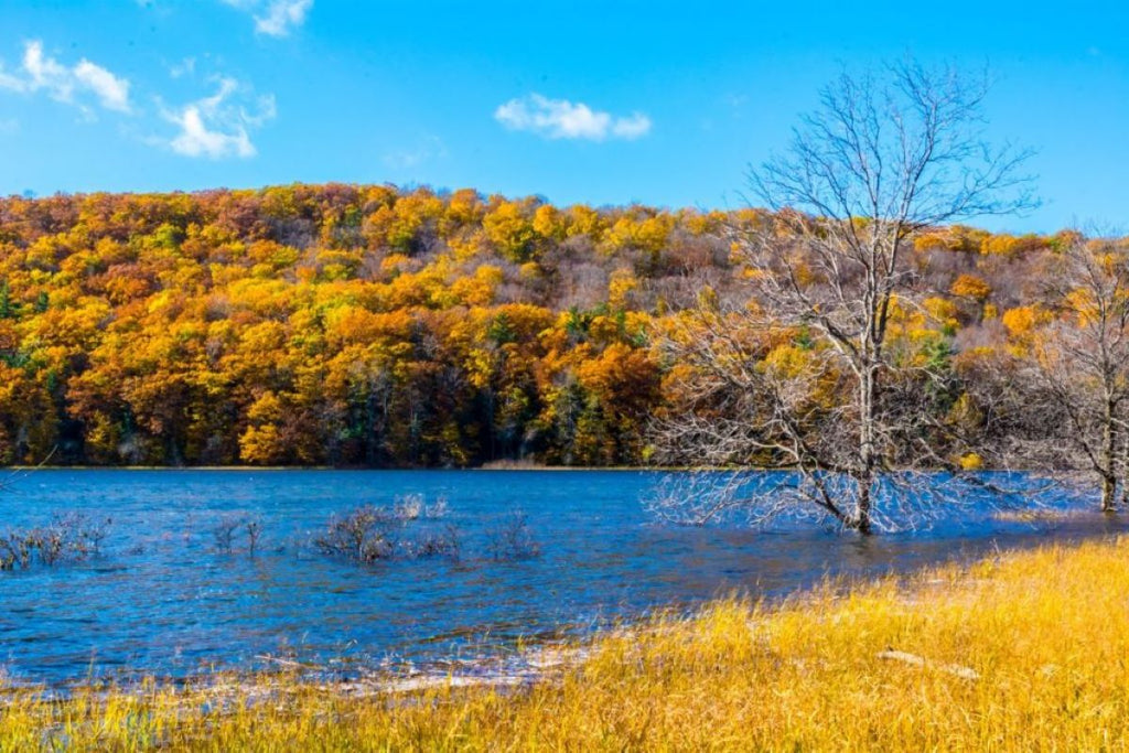 A Few of Our Favorite Fall Things