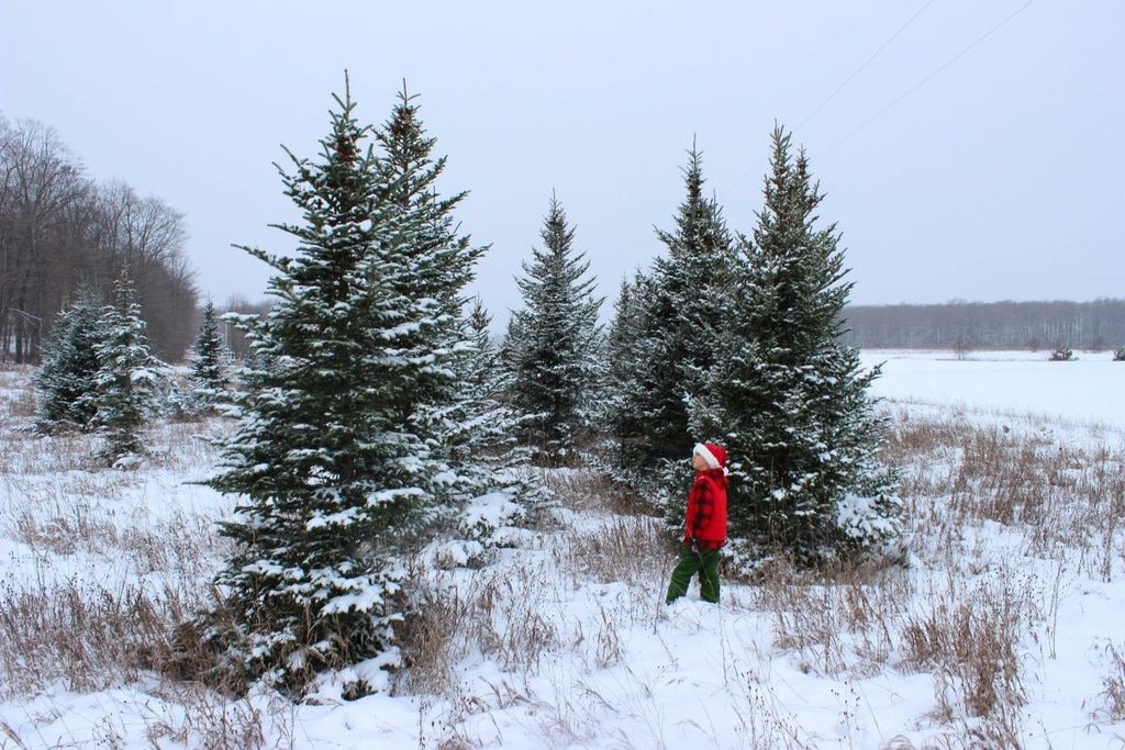 Finding a Christmas Tree