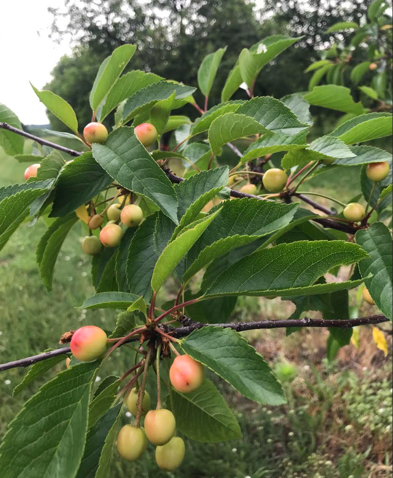 2022 Cherry Crop Update