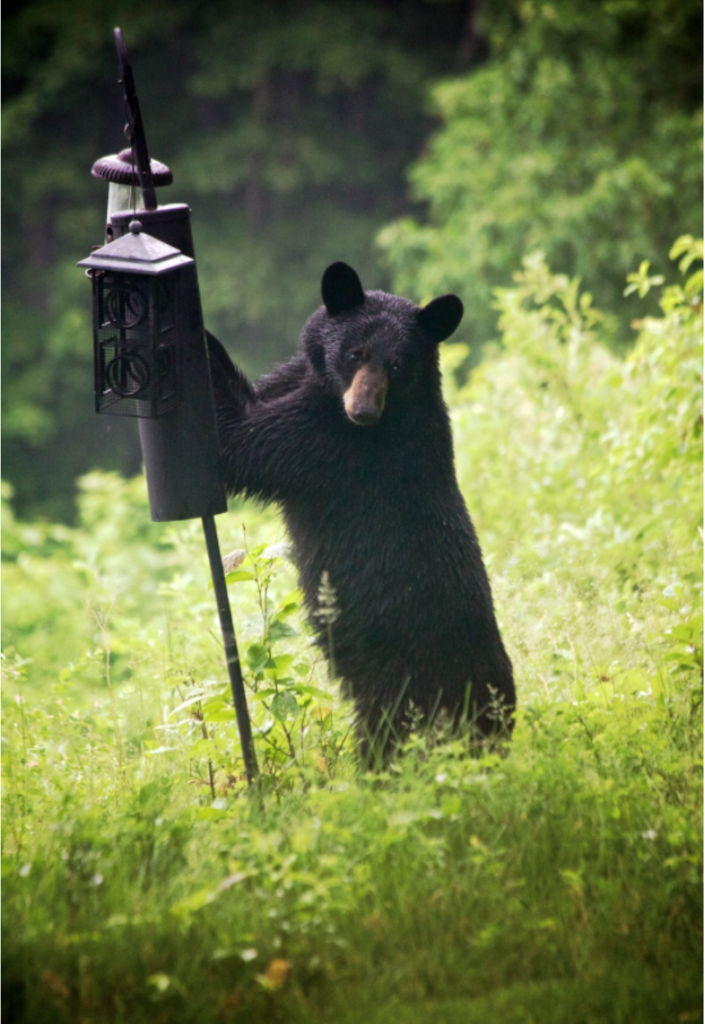 Black Bears in the Republic