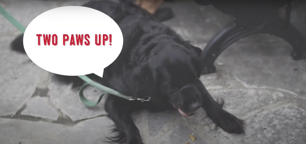 Cherry Republic Dog Testimonials