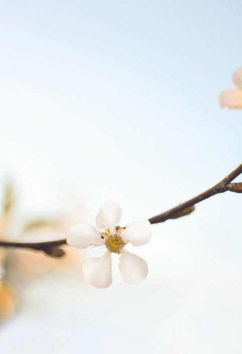 Cherry Blossoms: Your One-Stop Guide
