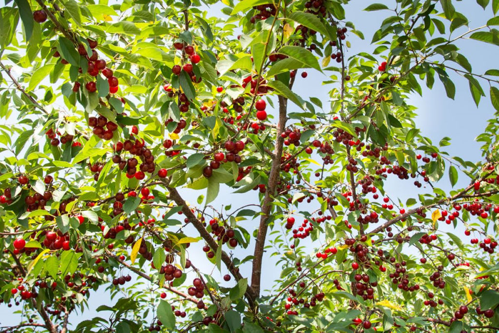 Cherries: From Orchard to Store
