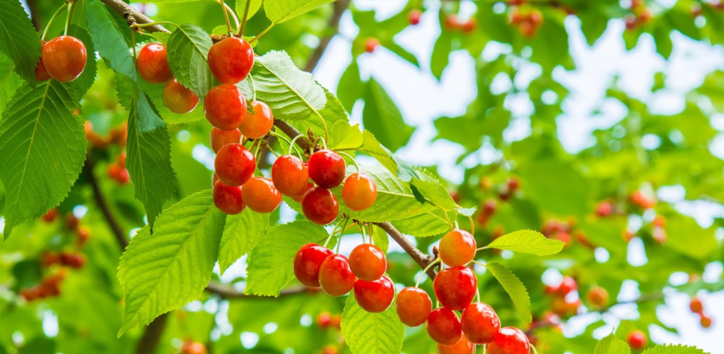 Cherry Industry 2020