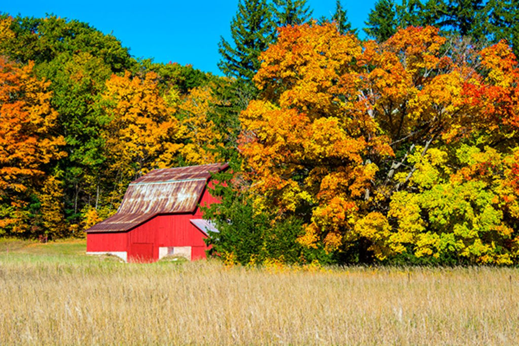 Cherry Republic's Leaf Day