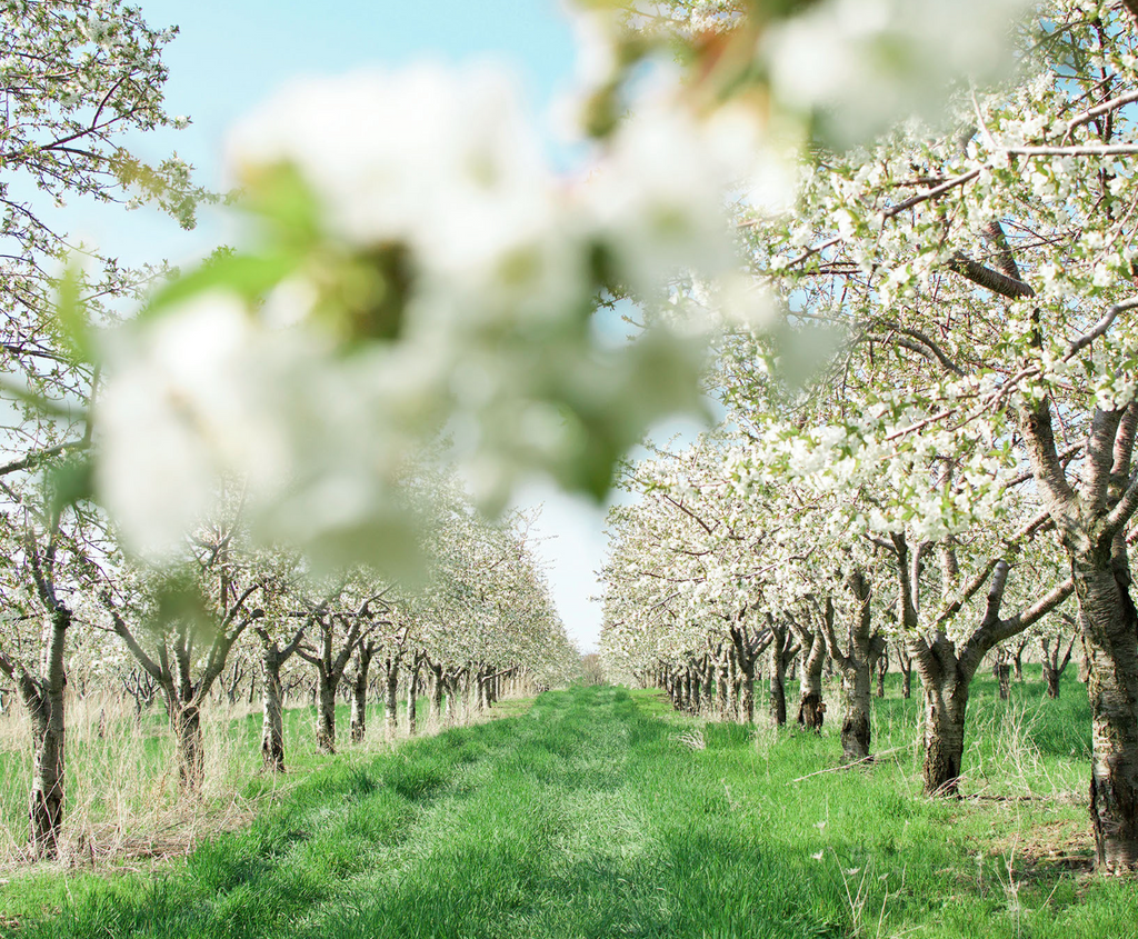 Top Northern Michigan Spring Activities