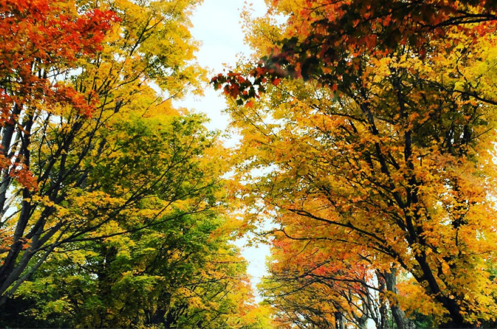 Leaf Day Wrap Up For 2015