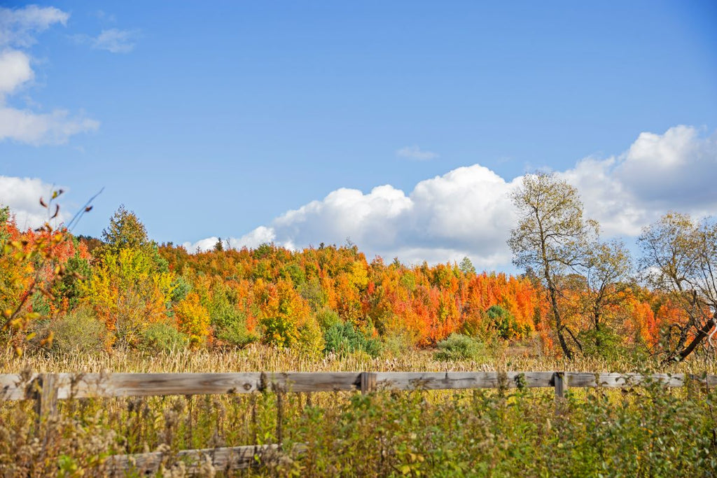 Leaf Day: A Great Republic Holiday