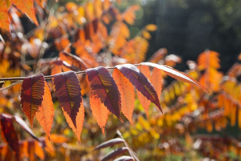 Celebrating Leaf Day - The Republic's Holiday