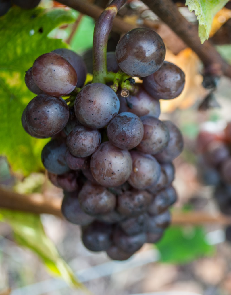 Cheers To Our In-Store Wine Sale
