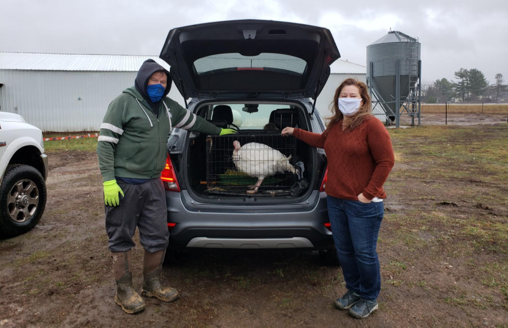 The Great Turkey Pardon of 2020