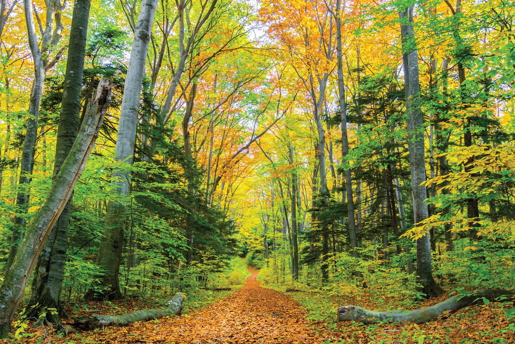 A Floridian’s Guide to Northern Michigan 