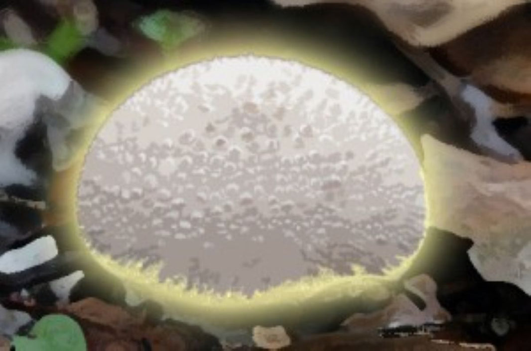 Puffball Cuisine
