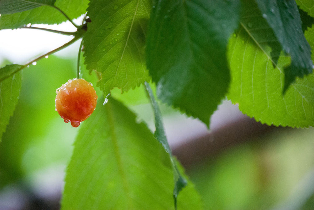 The Cherry Report