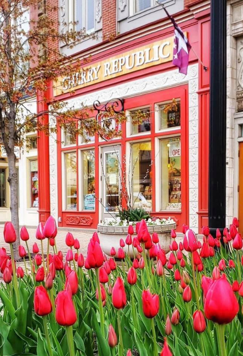 Tulip Time In Holland: Your One-Stop Guide