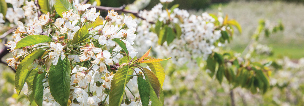 A tree with vibrant green leaves and clusters of delicate white flowers