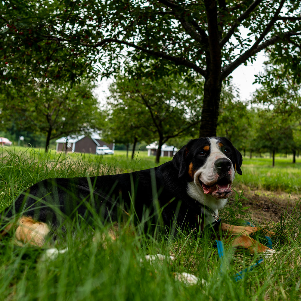 A dog lying in green grass, shaded by trees